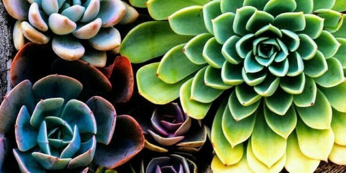 736x1208 Succulents! | Succulents wallpaper, Succulents