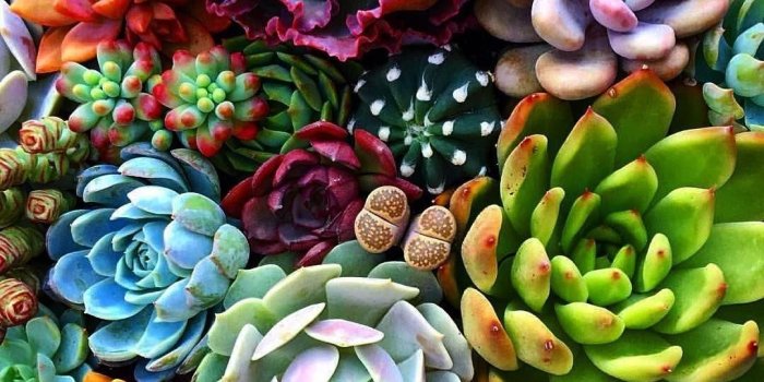 1080x1282 Vibrant succulents | Succulents, Succulents wallpaper, Succulents
