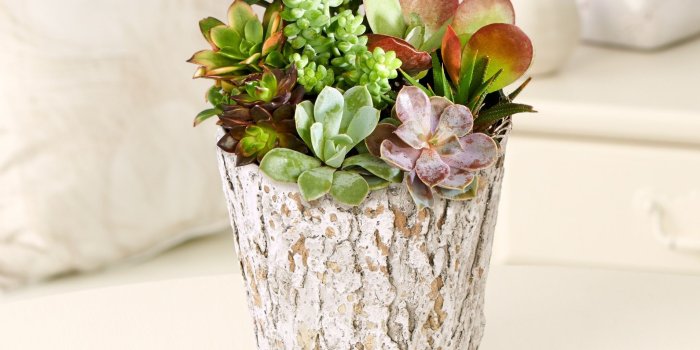 2048x1536 Potted Succulent Garden Ultra HD Desktop Background Wallpaper for