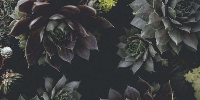 2880x1800 Best 54+ Succulents Wallpaper on HipWallpaper | Succulents