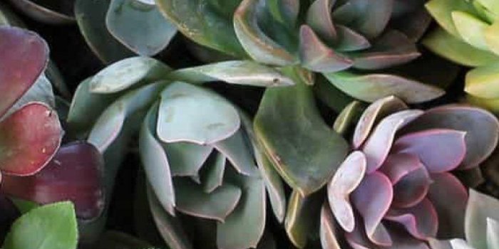 1080x1920 Succulent Wallpapers