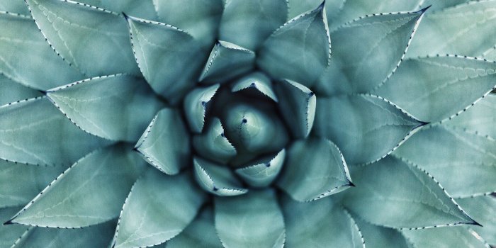 3000x2000 100+ Succulent Pictures | Download Free Images on Unsplash