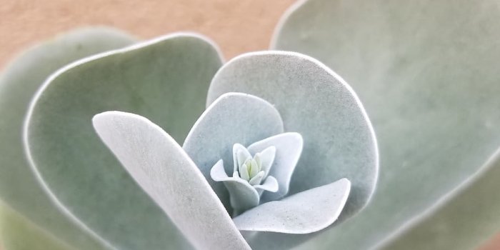 910x1213 HD wallpaper: paddle plant, succulent, garden, cactus, nature