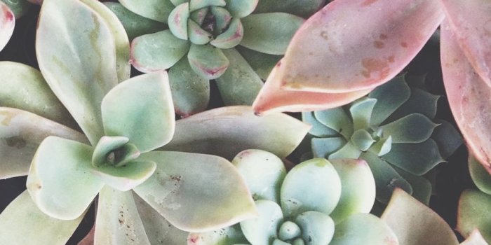 900x900 Tasteful Tech 008: Succulent Garden | Succulents, Succulents