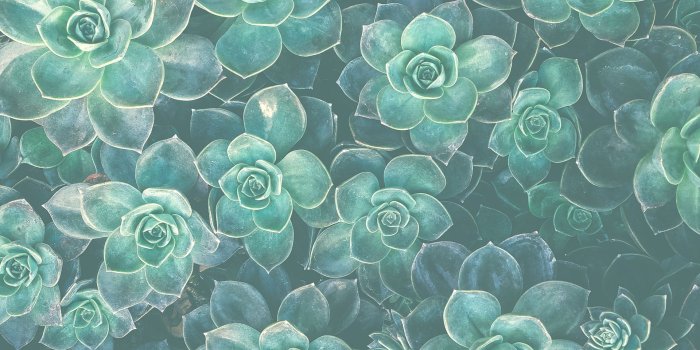 1920x1080 Watercolor Succulent Wallpaper at PaintingValley.com | Explore
