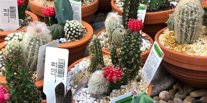 910x977 HD wallpaper: cactus, garden, beauty, flower, succulent, nature