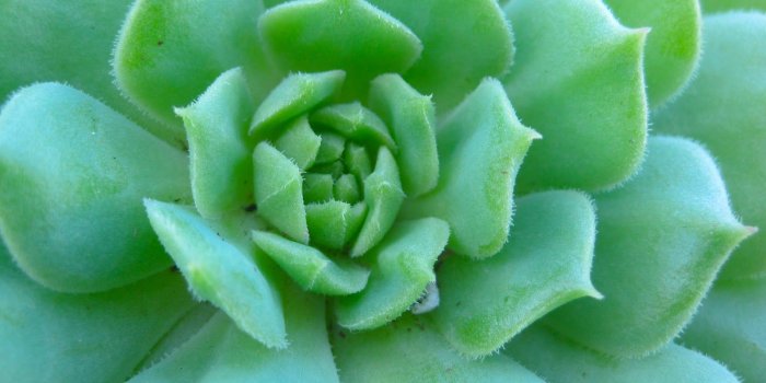1600x1200 Best 54+ Succulents Wallpaper on HipWallpaper | Succulents