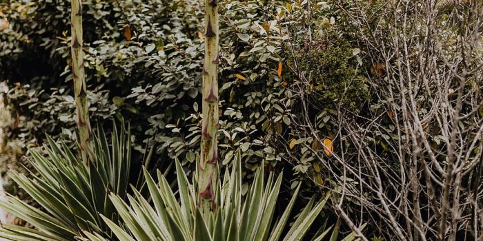 910x1365 HD wallpaper: Plants of Portugal, garden, flora, nature, Succulent