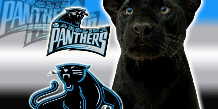 1024x768 carolina panthers logo 1 7ne6igzun0 1024x768 photo