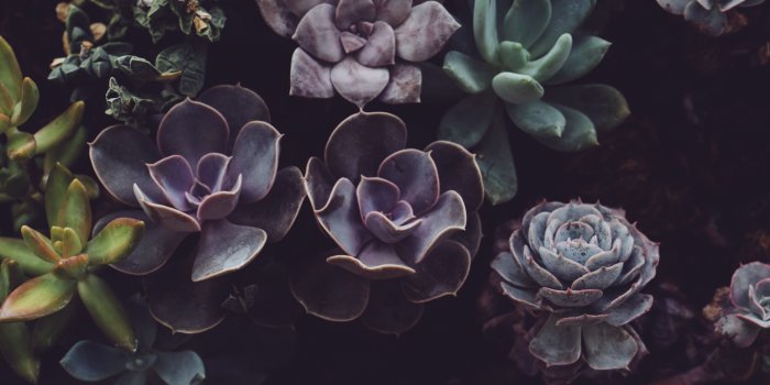 6000x4000 5394339 6000x4000 #purple, #botanical, #Free pictures, #plant