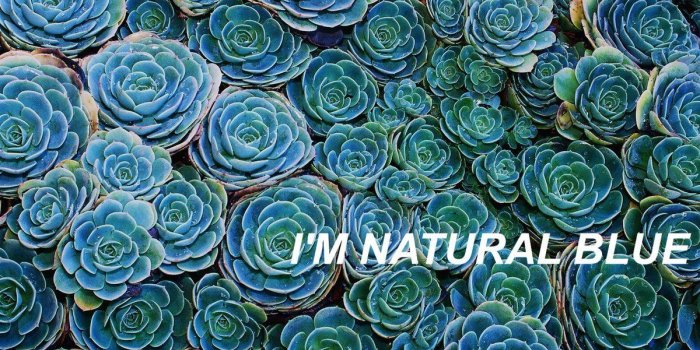 1200x676 STUPID FOR YOU | Succulents wallpaper, Plant wallpaper, Floral