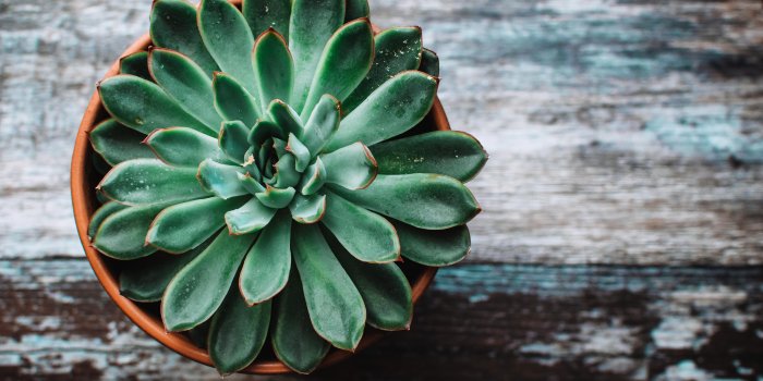 6000x4000 Succulent Wallpaper