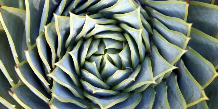 3000x2000 Spiral Succulent Hd Wallpaper - Tree Fractals In Nature