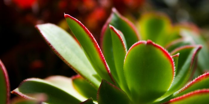 2560x1600 Best 54+ Succulents Wallpaper on HipWallpaper | Succulents