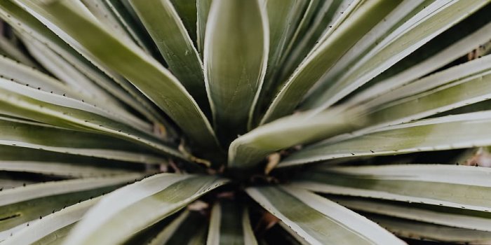 910x1365 HD wallpaper: Plants of Portugal, garden, flora, nature, Succulent