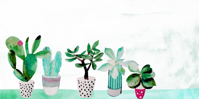 2048x1152 Succulent Wallpapers (51+ images)