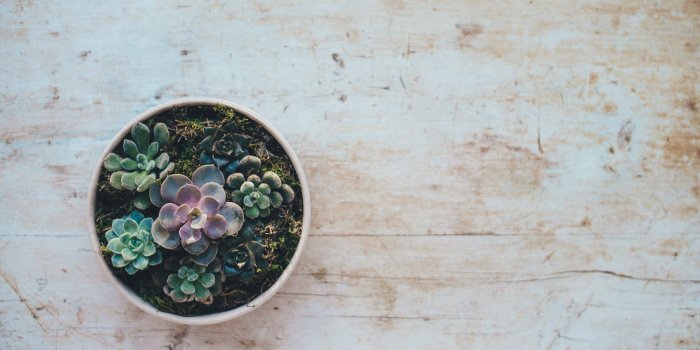 3840x2160 Succulent Desktop Wallpapers - Top Free Succulent Desktop