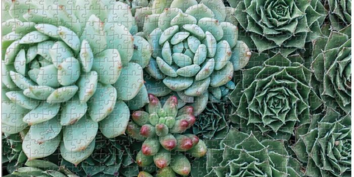 1316x996 Amazon.com: Galison Succulent Garden 500 Piece Double Sided Jigsaw