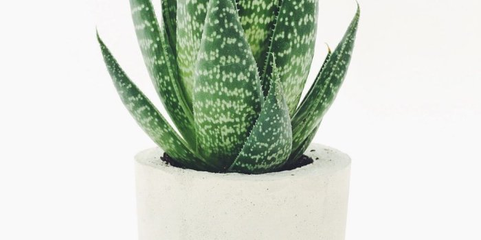 1000x1333 100+ Succulent Pictures | Download Free Images on Unsplash