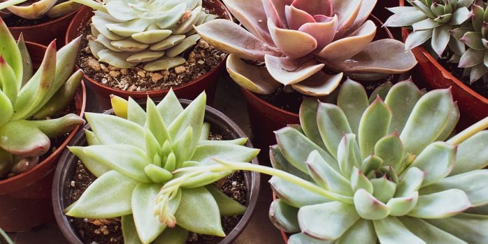 910x1138 HD wallpaper: variety of succulent plants, plant photo, indoor plants,  bright plants | Wallpaper Flare