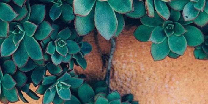 1080x1659 Follow ♡ --> p i n t e r e s t : @TheHappyRosa | Succulent