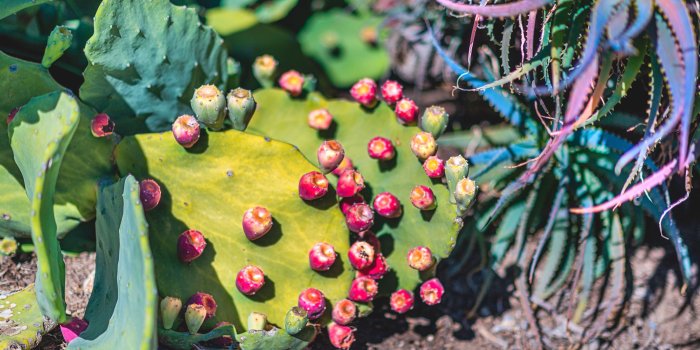 2500x1558 Prickly Pear, Los Angeles : Desktop Wallpaper Release – Naina.co