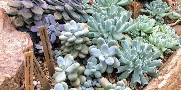 910x1213 HD wallpaper: succulent, succulents, plant, garden, botanical