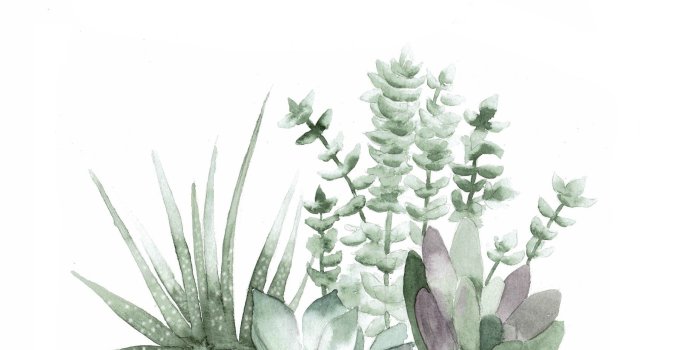 1856x1161 Succulent Desktop Backgrounds posted by Zoey Mercado