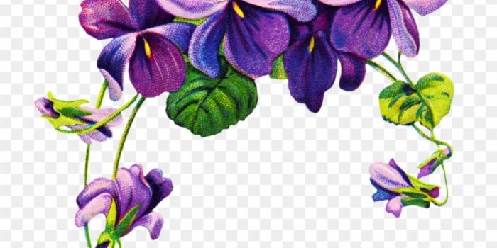 880x1104 Purple Rose Clipart Vintage - Violet Png Transparent Png (#3579035