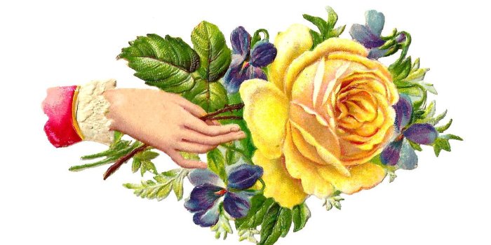 1197x751 26 Purple Rose Clipart opened Free Clip Art stock illustrations