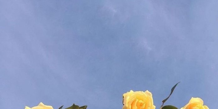 970x1843 Five Gigantic Influences Of Yellow Flower Aesthetic in 2020