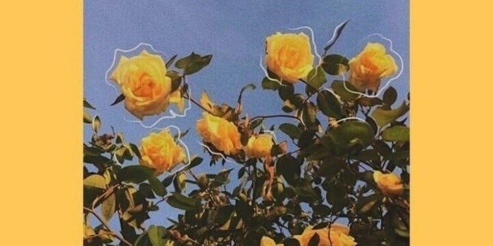 721x1280 Wallpaper, Yellow, And Flowers Image - Aesthetic Wallpaper Yellow