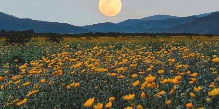 750x1250 Aesthetic Flowers Wallpapers