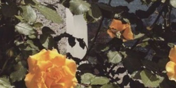 720x1280 Aesthetic, Flowers, And Orange Image - Yellow Flower Wallpaper