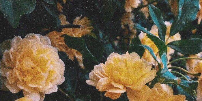 750x1233 flowers #yellow #edits #aesthetic #flowerstagram | Yellow flower