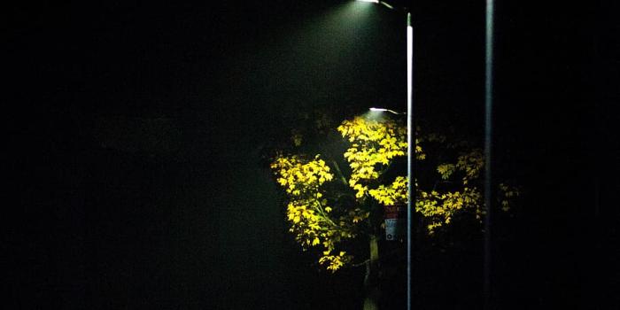 910x1464 HD wallpaper: streetlight, mist, road light, scene, autumn