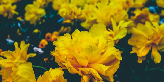 6000x4000 Yellow Flower Aesthetic Computer Wallpapers - Top Free Yellow