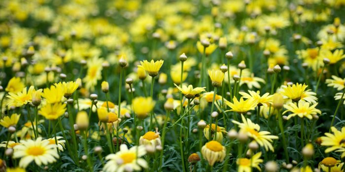 1920x1200 Yellow Flowers wallpaper | 1920x1200 | #51941