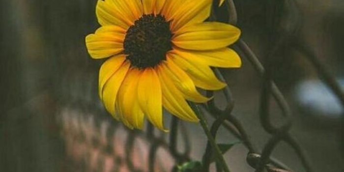 720x1279 35 Yellow Aesthetic Wallpaper | FunMary