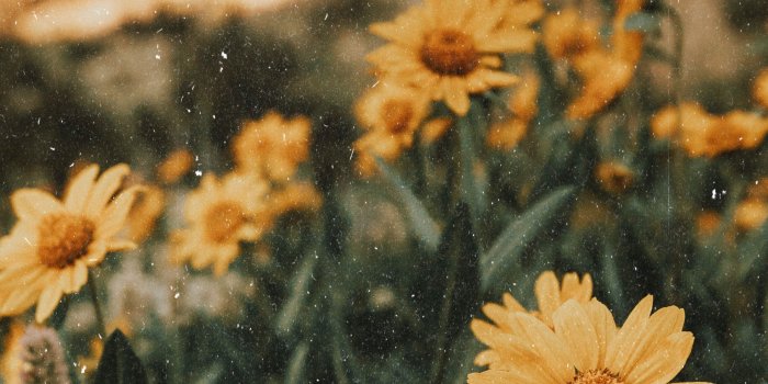 2730x4096 Mountain flowers | Nature, Flower aesthetic, Words