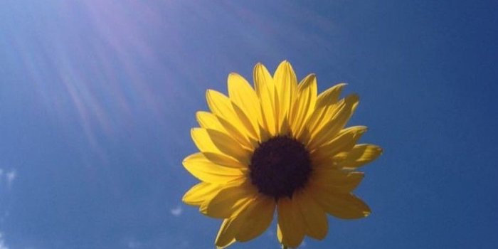 1060x1301 Sunflower Wallpaper, Aesthetic Wallpapers, Sun Flowers