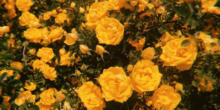 3024x4032 Yellow Flower Aesthetic Wallpapers - Top Free Yellow Flower