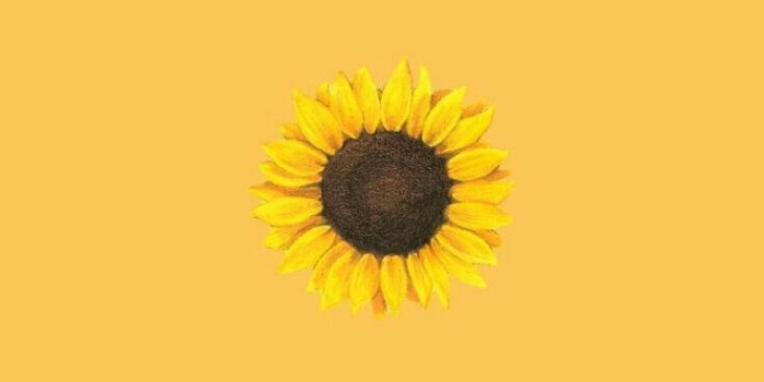 736x1306 Cute Aesthetic Wallpapers Sunflower – WALLPAPERSHIT