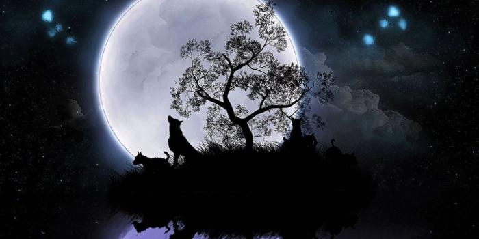 1255x784 Wolf Night Moon HD Wallpapers - Wolf-Wallpapers.Pro