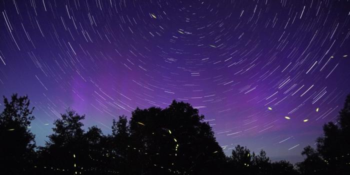 1332x850 Wallpaper wallpaper, trees, nature, night, background, blur