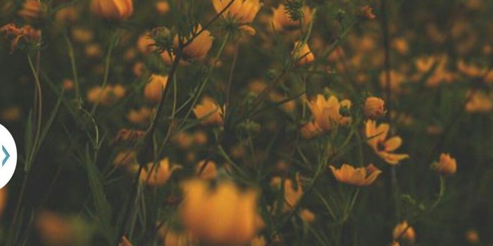 1071x1620 Yellow flowers in a field. | Flower aesthetic, Nature photography
