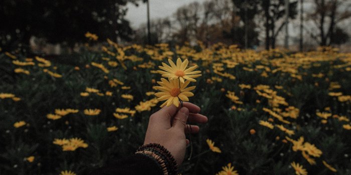 2560x1709 20 Aesthetic Wallpaper • Yellow daisy flowers wallpaper