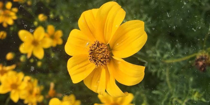 1024x1280 Yellow flower wallpaper by xnightblu3x - 7c - Free on ZEDGE™