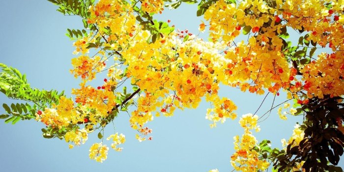 1920x1080 Yellow Flower Aesthetic Computer Wallpapers - Top Free Yellow