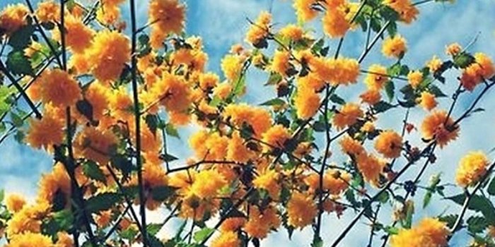 1000x1900 Wallpapers — Yellow flowers wallpapers! Please like or reblog...